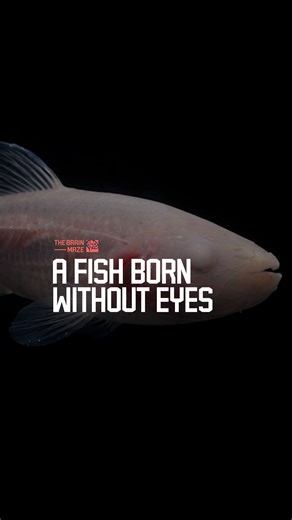 A Fish Born Without Eyes - Why does this fish grow eyes only to erase them later, and what does darkness take away or sharpen in life? | The Brain Maze