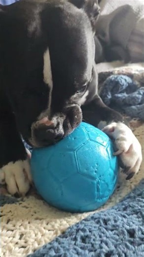 🍋🔥🐮"hEy You"🔥--Dope Lemon 🍋 😋👌