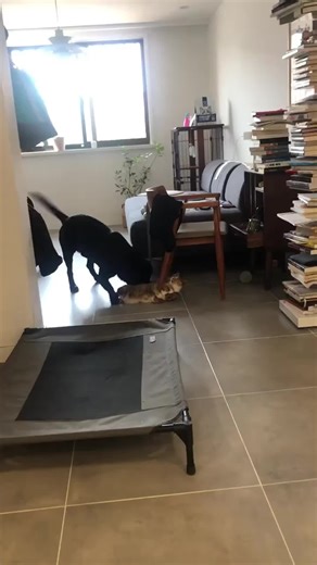 Hilarious Animal Moments That Will Make You Laugh