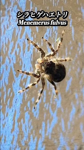 前回に引き続きハエトリグモとルビーの指輪で遊んでみた 沖縄の蜘蛛 Jumping spider