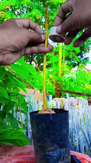 Tutorial grafting bibit alpukat #farming #video