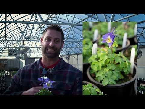 Aquilegia Caerulea Kirigami Deep Blue White Columbine