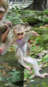 Luna is cute mom monkey with her baby | Love Monkey