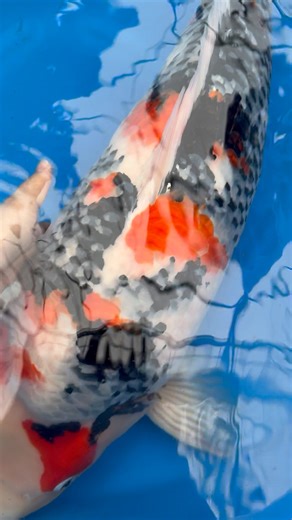 Shoulder game stronk 💥 #showa #koi | Megumi Koi