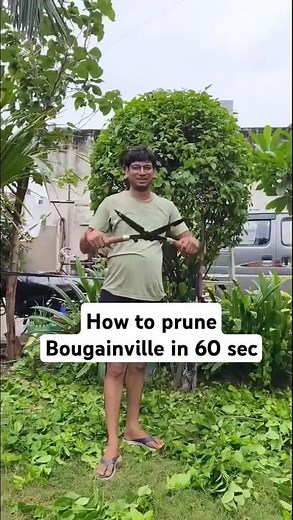 How To Prune Bougainvillea (Shaping Guide)