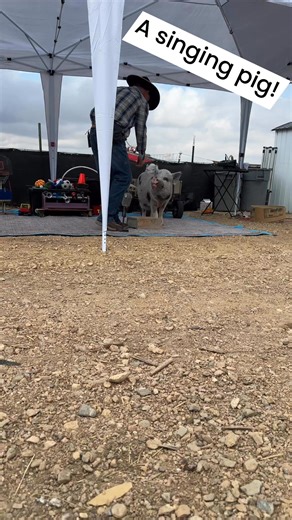 17K views · 535 reactions | Ringo the singing pig Top Hogs #ampa #training #minipig | AMPA- American Mini Pig Association | Facebook