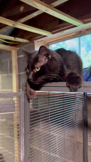 Panda loves to survey her kingdom from a high vantage point. After raising her babies, she’s searching for a kingdom to call her own. 🖤 🐈‍⬛ Read more about Panda, who is 1 or 2 years old: https://www.petfinder.com/cat/panda-77377563/pa/harrisburg/harrisburg-animal-rescue-team-pa1140/ ✅ Apply to adopt: https://form.jotform.com/232960843545058 | HART - Harrisburg Animal Rescue Team