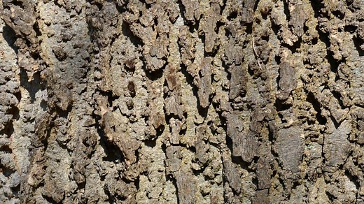 The Ultimate Guide To Hackberry Lumber - Top Woodworking Advice