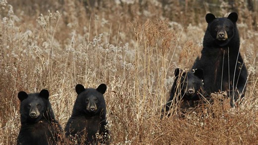 722-pound black bear in Susquehanna Valley was the biggest one taken in the 2021 season