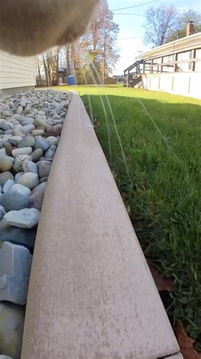 These cats do their own stunts! 📣🐈 #love #cat #cats #asmr #nature #video #instagram #instagood | mr.kitters.the.cat