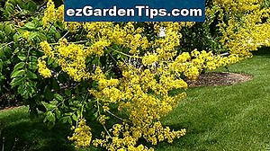Golden Rain Tree verwijderen 🌱 Tips Tuinders - Nl.ezGardenTips.com