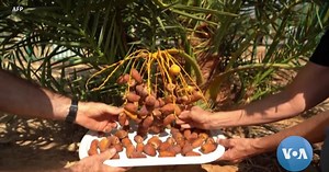 Israel Harvests Dates From 2,000 Year-Old Seeds