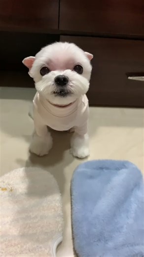 #christmas #santa #dogs #puppy #fypシ #fyp #outfits #elk #dogsoftiktok I am elk🤣