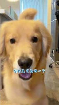 This is what life with Croquette is basically like #LargeDog #GoldenRetriever