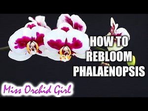 How to rebloom Phalaenopsis Orchids - Winter & Summer bloomers