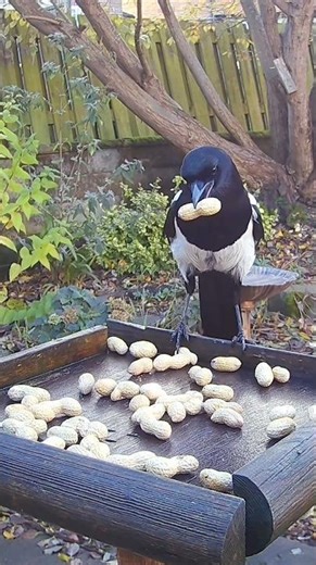 Magpies, a regular sigh in most UK garden (Pica Pica)
