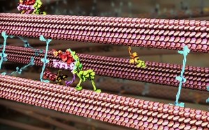 身体内的分子机器-肌动蛋白【动画演示】