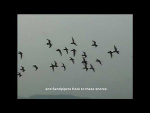 KAIPPAD: The brackish water pady and prawn field