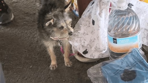 Street Dogz delivers cooling aid to Las Vegas's homeless dogs and owners