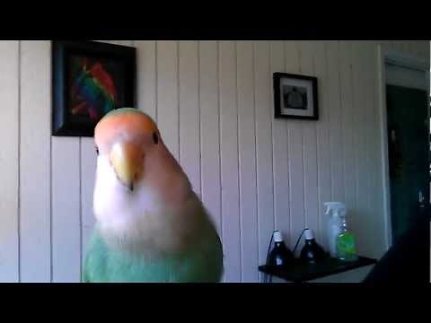 Lovebirds hanging out being LOUD!