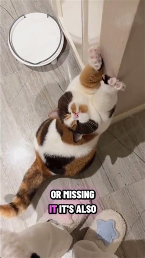 The Hidden Instinct Behind Cat Stretching 🐈🧘