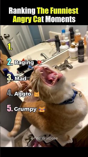 Top 5 Funniest Angry Cat Moments Ever