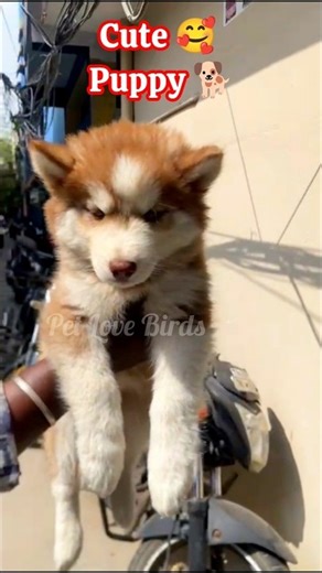 💥🤩Cute Husky Puppy for Sale😱..⁉️💢 #shorts #pets #dog #sale