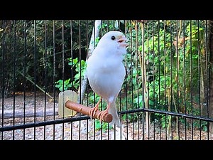 The Best Canary Singing Video Ever! Belgian Canary Training Singing