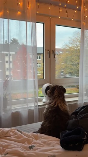 Was für uns das sinnlose Scrollen auf Social Media ist, ist für Monty das aus dem Fenster schauen 🥰 | Inesmonty.ugc