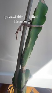 How to Save Your Dying Cactus Plants