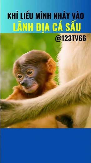 Breathtaking: Monkeys dive into the lake… where crocodiles are lurking! @123TV66