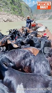 54K views · 1.7K reactions | It's just ordinary work for this old #shepherd, but internet users found it quite extraordinary watching him move his flock onto a river ferry. #talents | Xi's Moments | Facebook