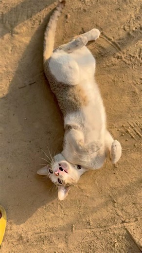 #cat #trending #catshorts #cute #catvideos #kitten #pets #funny #trendingshorts #cutecat #kitty