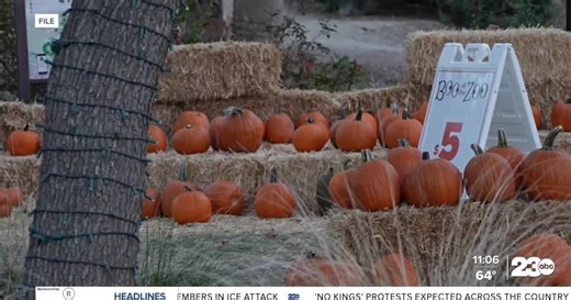 'Boo at the Zoo' returns to CALM Zoo for 20th year