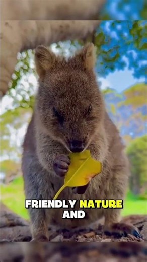 The quokka is a small marsupial from Australia