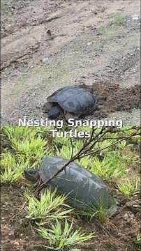 Snapping Turtles Nesting in Northern Ontario | Rare Wildlife Footage