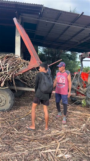 How we unload a batch of cane for extraction. Wholesale Muscovado Sugar, PM us! | Hamungaya Farms