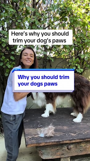 How to Trim Your Dog's Paw Hair for Slip-Free Paws