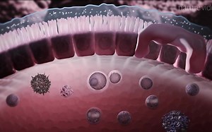 Immunology in the Gut Mucosa