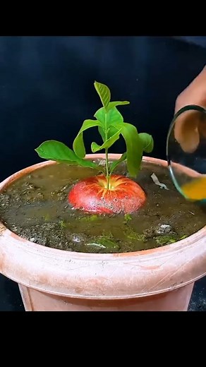 Root & Rise on Instagram: "Did you know? A tiny apple seed can grow into a fruit-bearing tree if planted the right way! 🍎 Have you ever tried growing an apple from seed? #growfromseed #appletreejourney #gardeningforbeginners #planttok #backyardgrower #seedstartingtips #fruitfromscratch"