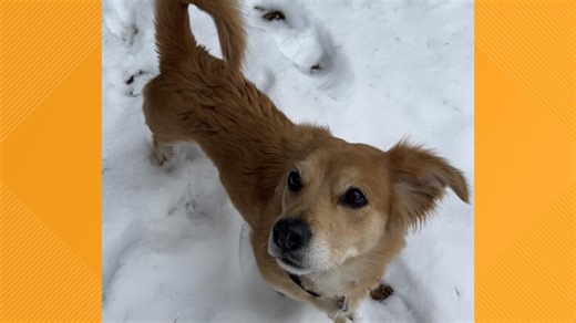 Furry Friends | Meet Harper