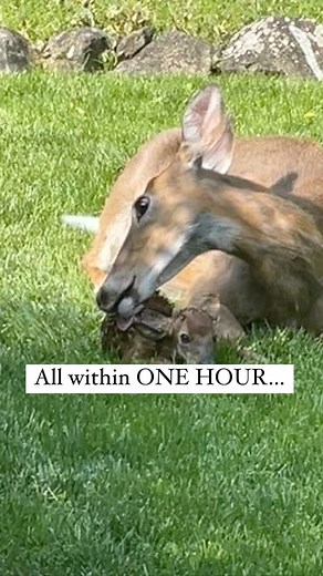 Gabe Spiegel on Instagram: "My deer friend Ruby does it again! 3 babies born in my backyard. #dadjokes #humor #wildlife #deer #instagram #instagood"