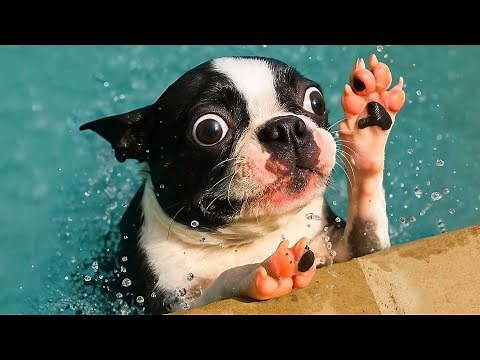 When Dogs and Cats Get Wet – Funny Summer Moments Caught on Camera!