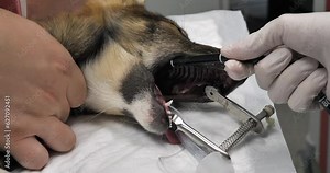 The veterinarian slowly inserts a flexible probe into the anesthetized dog's mouth. The doctor performs a gastroscopy of a dog in a veterinary clinic using a flexible endoscope.