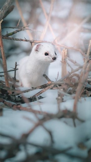 Rating Cute Encounter with a White Weasel!