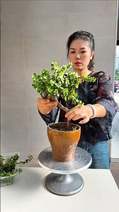 Another small old-growth bonsai has appeared; the number of jade plants keeps increasing #bonsai