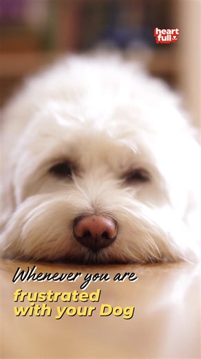 Remember this when you are frustrated with your dog. #dog #fyp #doglover #viral #petlover | iHeartDogs