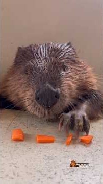野菜という打楽器を演奏するビーバー✨️🦫 Playing vegetable percussion ✨️🦫 #ビーバー #beaver #cuteanimals #かわいい動物 #癒し