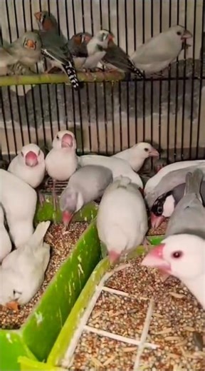 Java Finch #birds #4kbirds #javasparrow #javafinchbird #javafinches #javafinch #sparrow #bird #breed