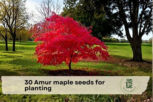 30 Amur Maple Seeds for Planting - Etsy